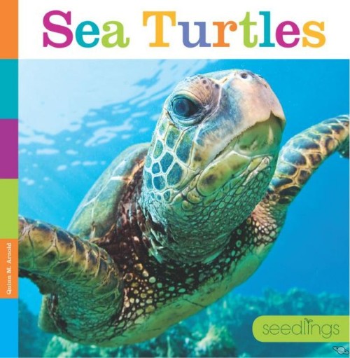 Sea Turtles