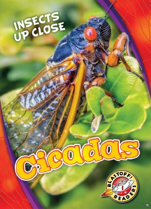 Cicadas