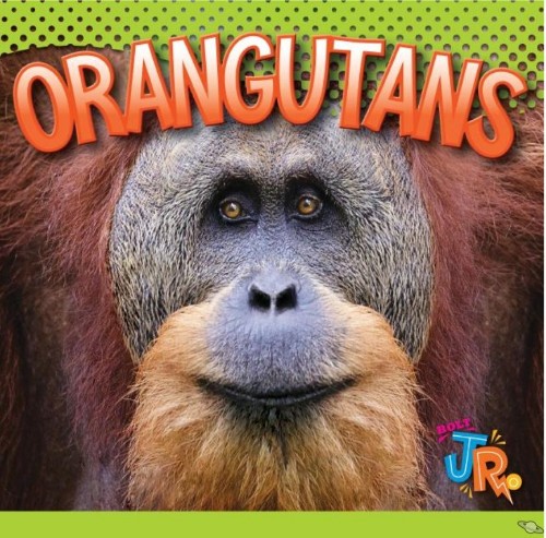 Orangutans