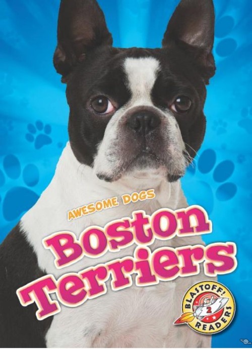 Boston Terriers