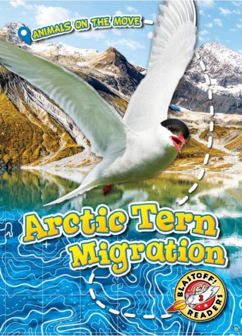 Arctic Tern Migration