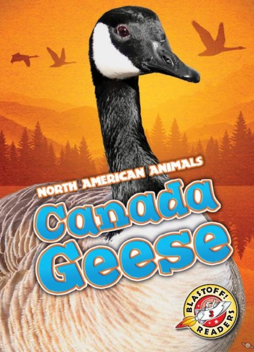 Canada Geese