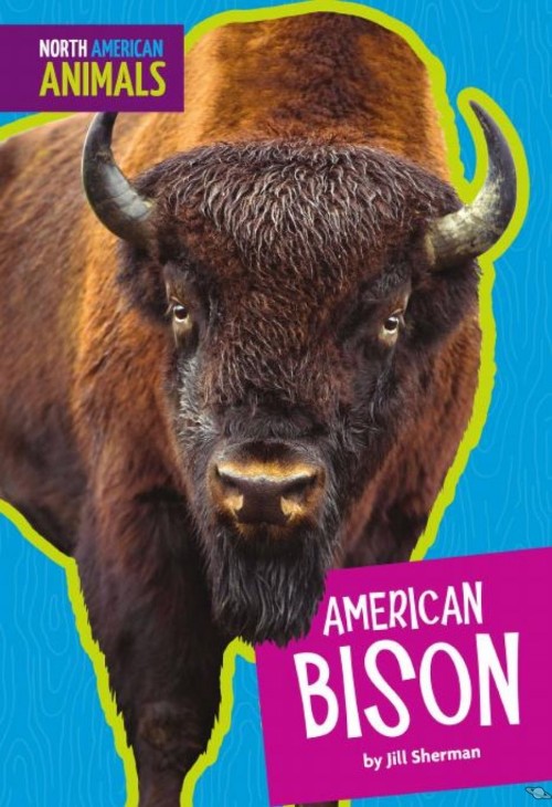 American Bison