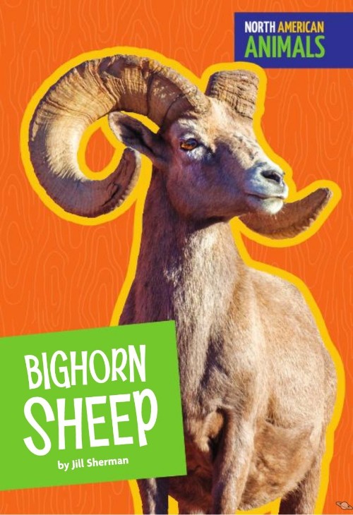 Bighorn Sheep