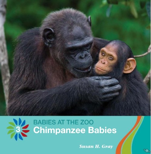 Chimpanzee Babies