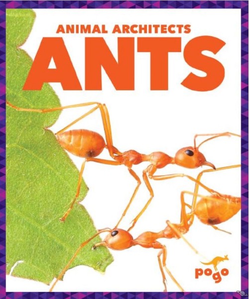 Ants