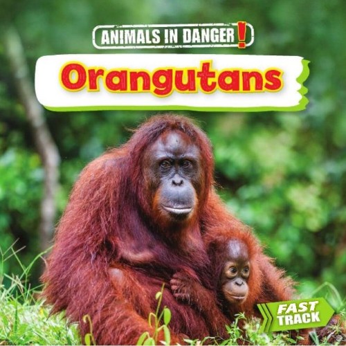 Orangutans