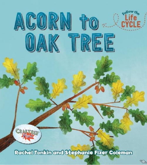 Acorn to Oak Tree