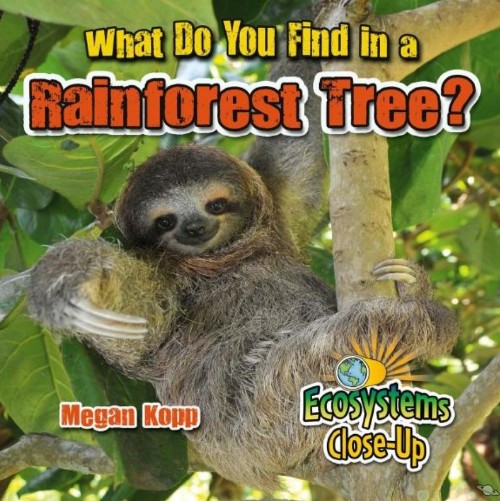 What Do You Find in a Rainforest Tree