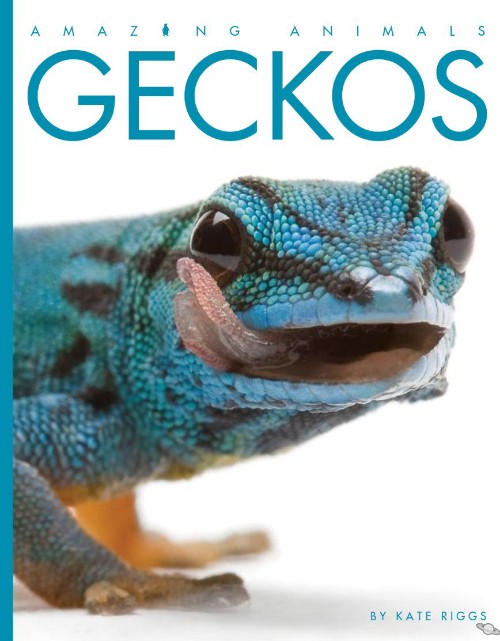 Geckos