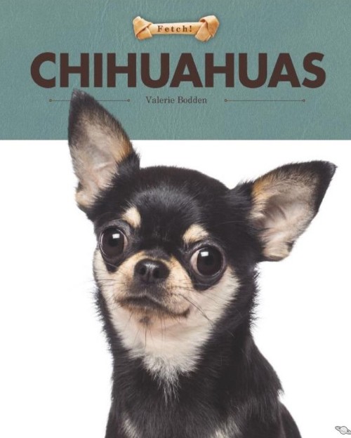 Chihuahuas