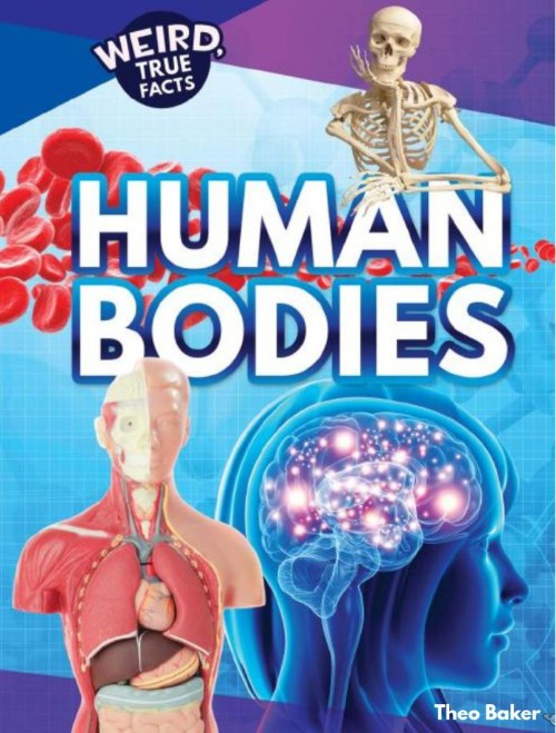 Human Bodies