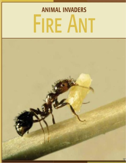 Animal Invaders Fire Ant