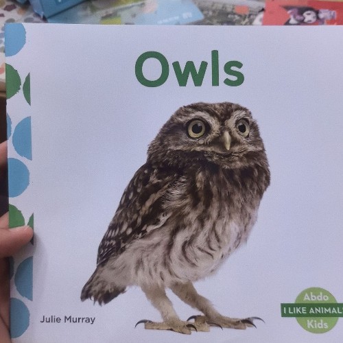 owls
