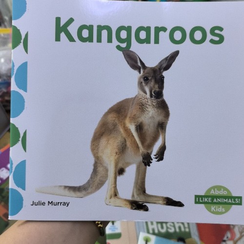 kangaroos