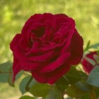 Rose fu