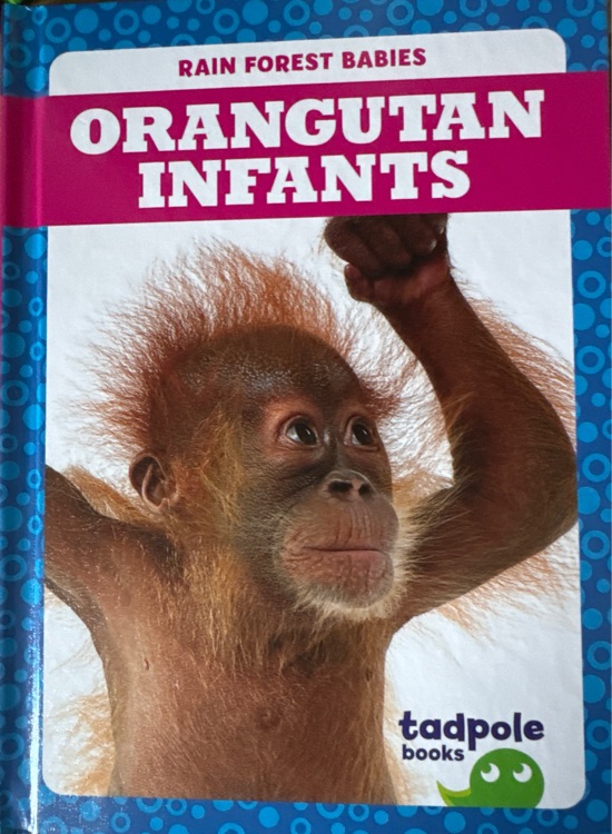 Orangutan Infants