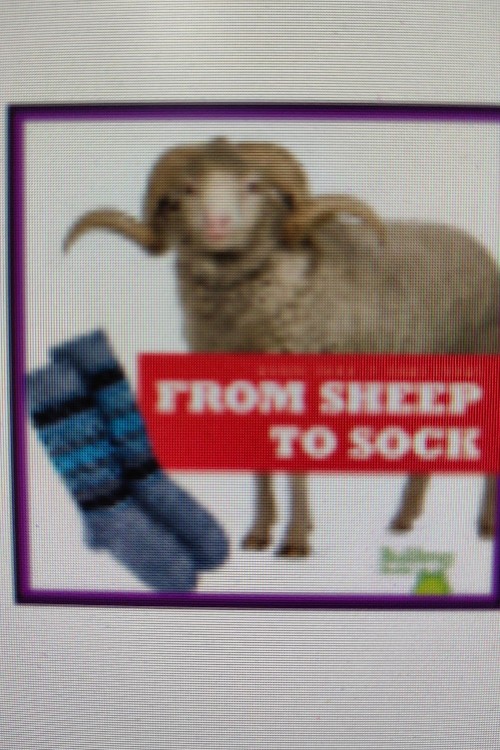 FROM SHEEP TO SOCK