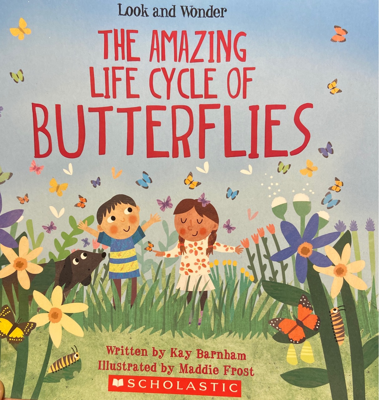 The amazing life cycle of butterflies