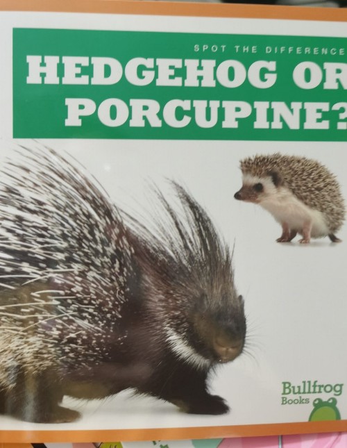 hedgehog or porcupine