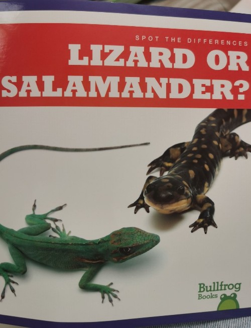 lizard or salamander