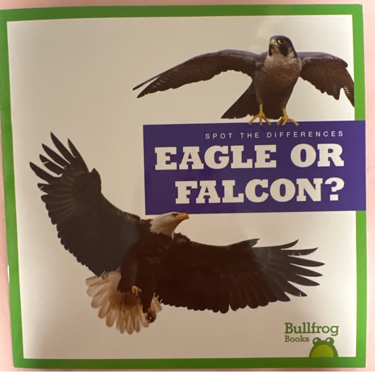 Eagle or Falcon