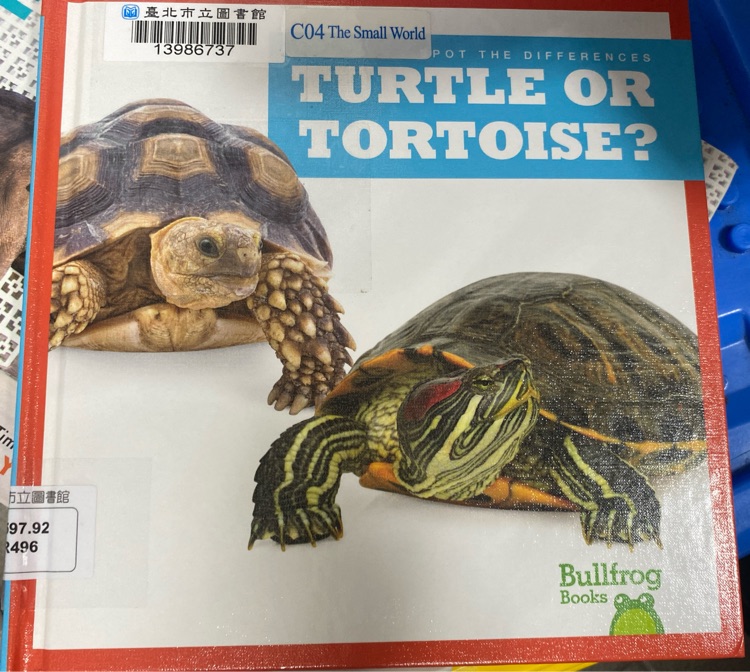 Turtle or tortoise