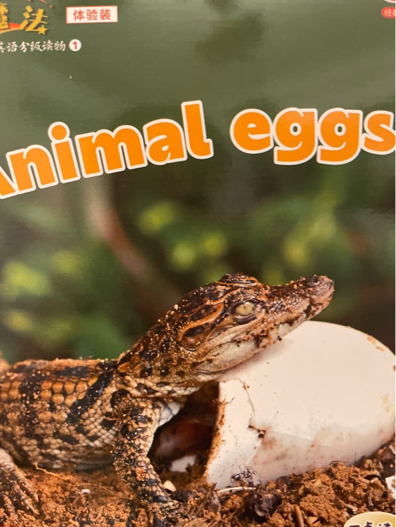 Animal eggs