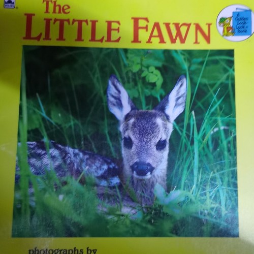 The Little Fawn