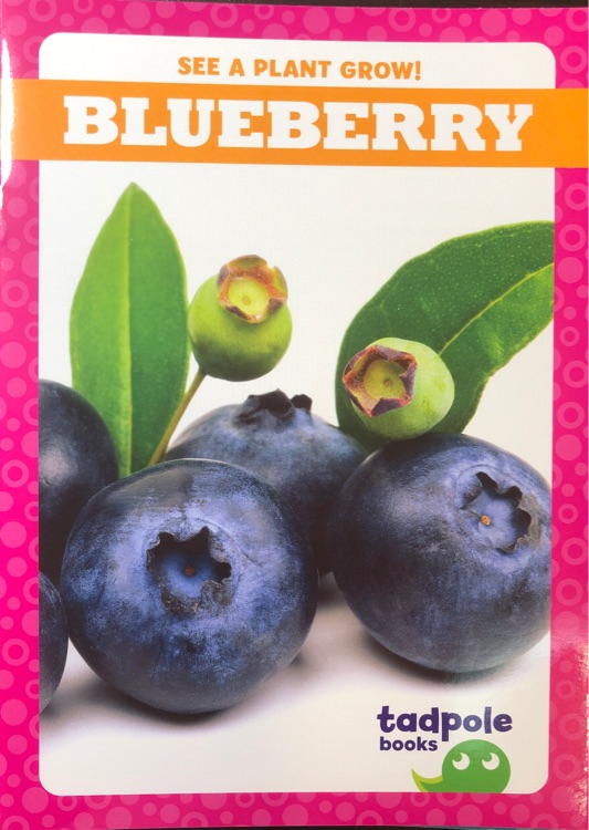 Blueberry