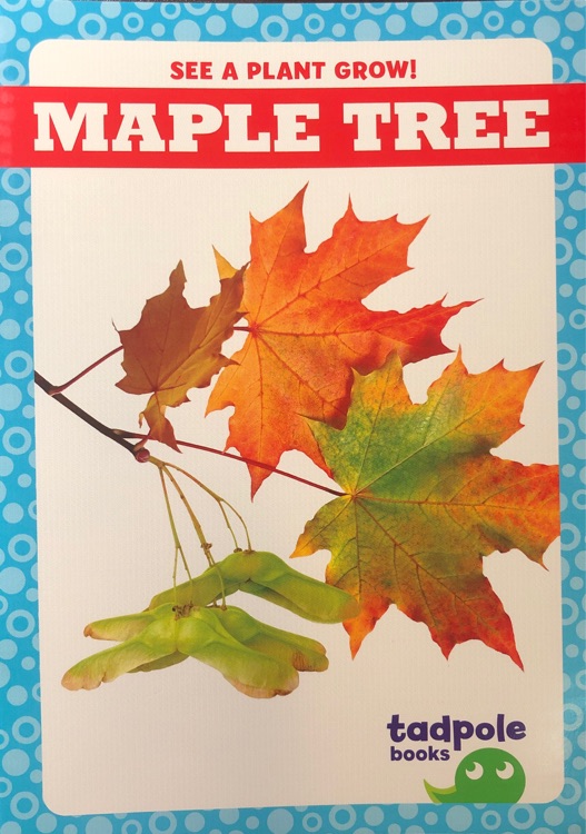 Maple tree