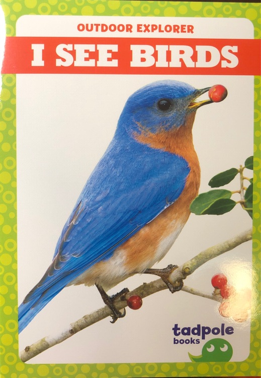 I see birds
