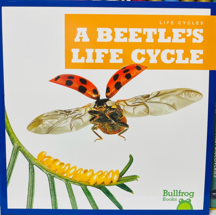 A Beetle's Life Cycle