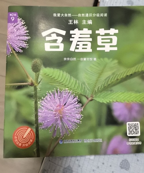 含羞草