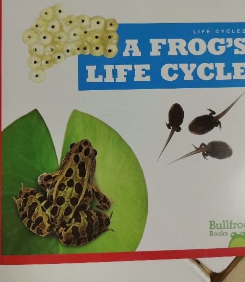 a frog's life cycle(bullfrog books A)