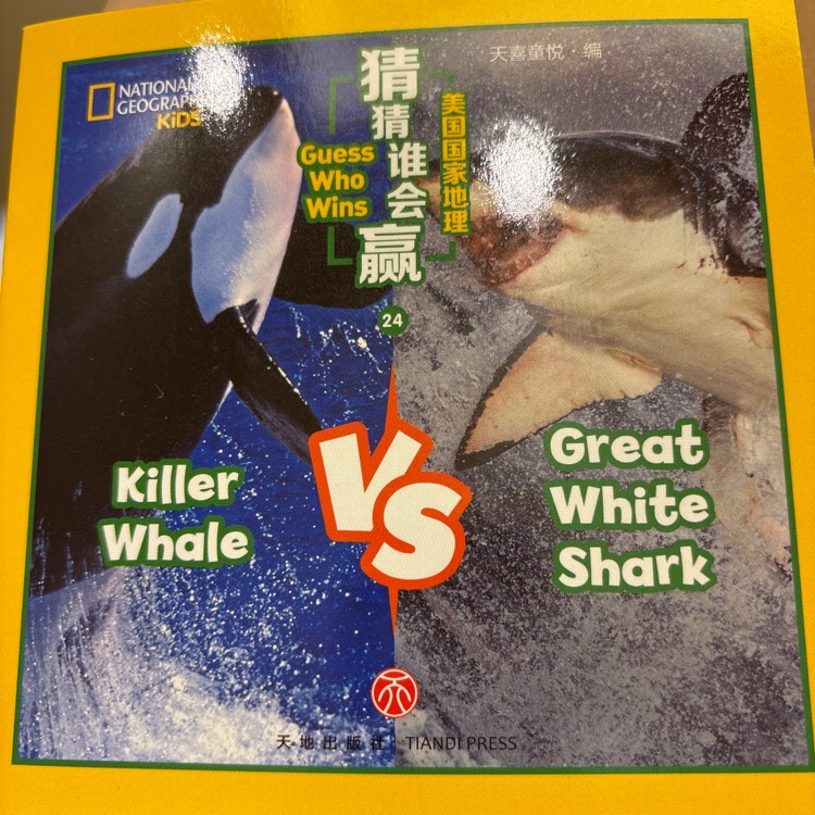 killer whale VS great white shark