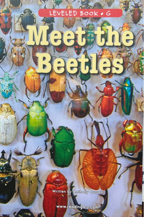 Meet the Beetles