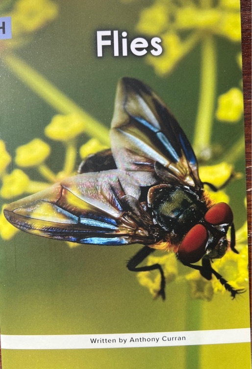 Flies