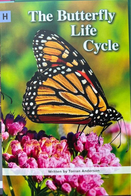 The Butterfly Life Cycle