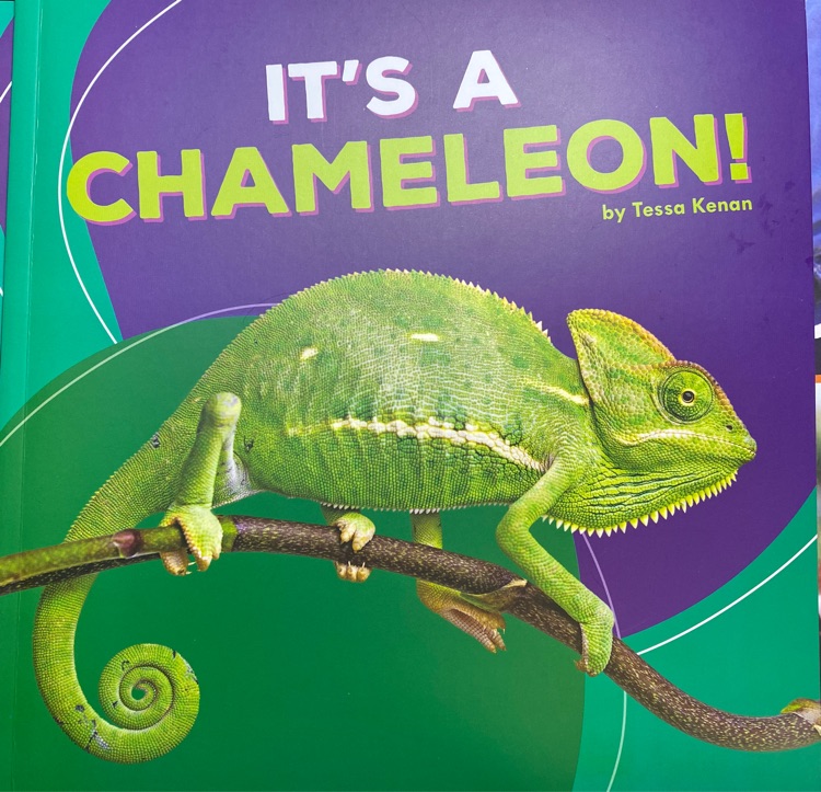 IT'S A CHAMELEON!