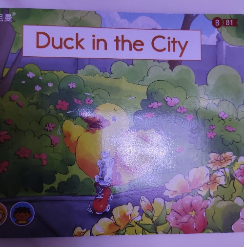 Duck in the City