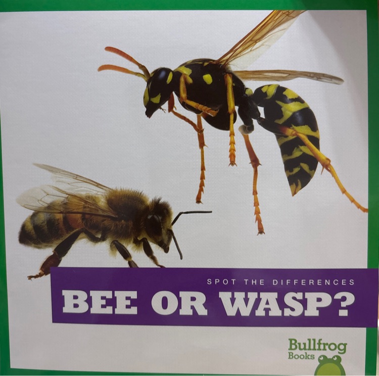 Bee or Wasp