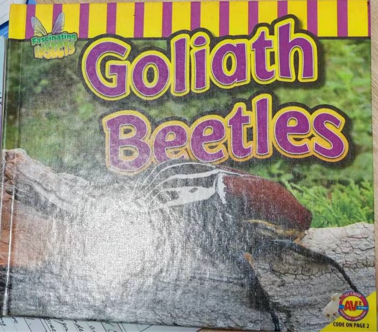 goliath beetles