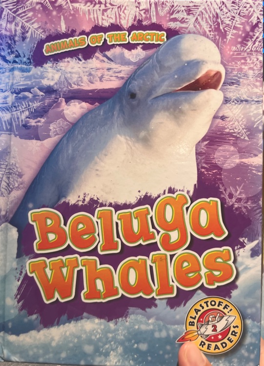 beluga whales