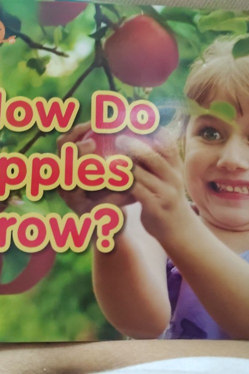 how do apples grow