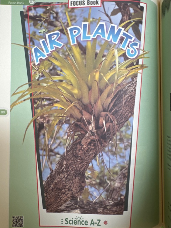 Air Plants