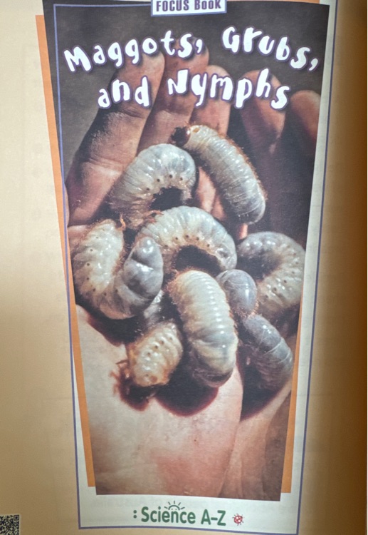 Maggots, Grubs, and Nymphs
