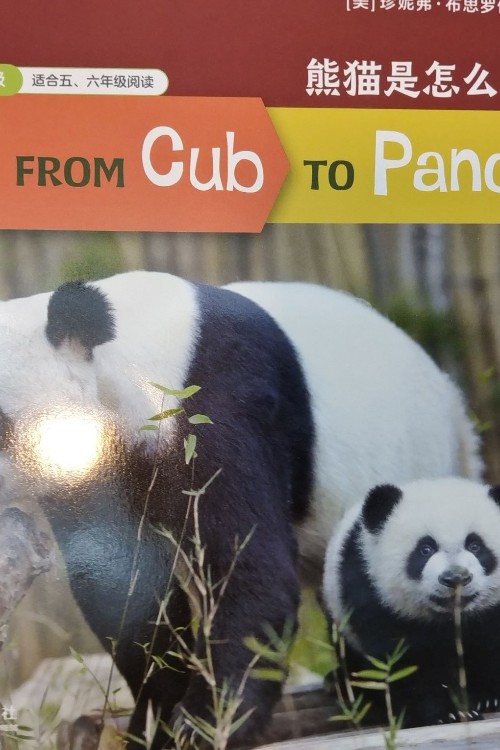 from cub to panda