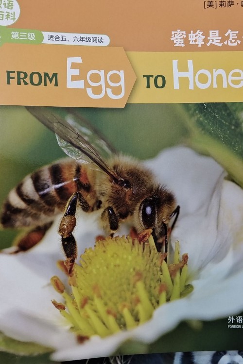 from egg to honeybee