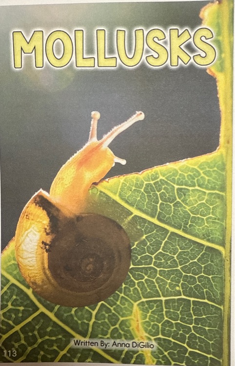 mollusks